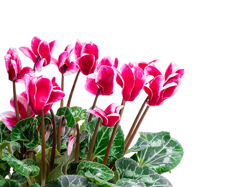 Colorful  cyclamen flowers isolated on white