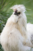silkie-rooster.jpg?b=1&s=170x170&k=20&c=SZX2kbL_noF78_9KUChuUiHWPkLi-8t9917wALGFuII=