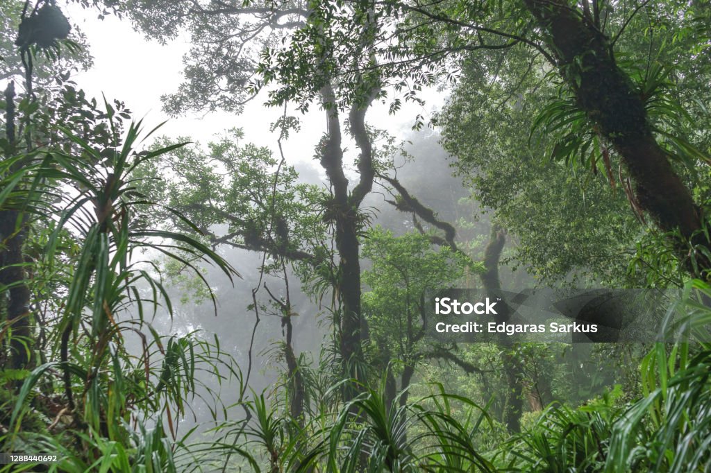 Fog or mist because of high altitude in very dense and lush jungle Rajabasa Volcano Rajabasa Volcano sits on the southern tip of Sumatra island, Indonesia. Amazing old rainforest all the way up to the summit Activity Stock Photo