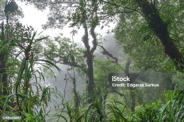 Fog Or Mist Because Of High Altitude In Very Dense And Lush Jungle Rajabasa Volcano Stock Photo - Download Image Now