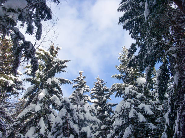 look up in a dense and snowy pine forest with blue sky - 4724 imagens e fotografias de stock