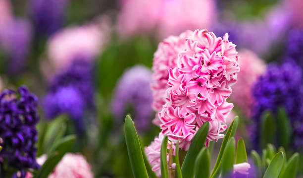 istock Large flower bed with multi-colored hyacinths, traditional easter flowers, flower background, easter spring background. Close up macro photo, selective focus. Ideal for greeting festive postcard. 1288440862