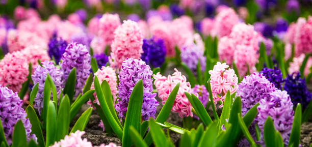 istock Large flower bed with multi-colored hyacinths, traditional easter flowers, flower background, easter spring background. Close up macro photo, selective focus. Ideal for greeting festive postcard. 1288440931