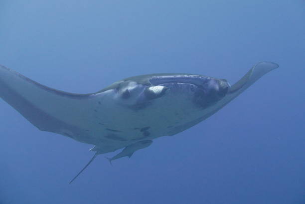 istock Dive with Manta ray at Ishigaki island, Japan 1288441018