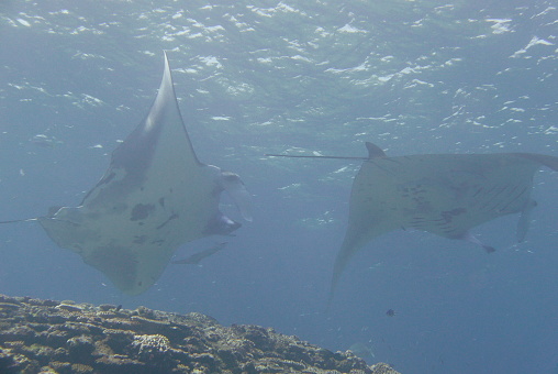 Dive with Manta ray at Ishigaki island, Japan