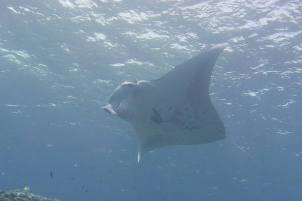 Dive with Manta ray at Ishigaki island, Japan