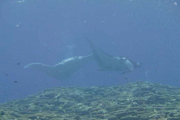 istock Dive with Manta ray at Ishigaki island, Japan 1288441101