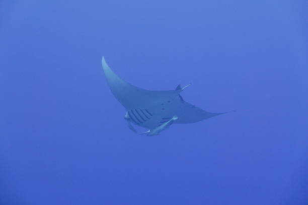 Dive with Manta ray at Ishigaki island, Japan