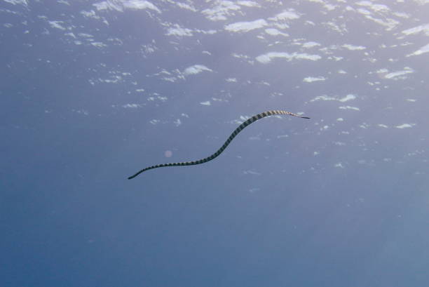 istock Dive with Manta ray at Ishigaki island, Japan 1288441725