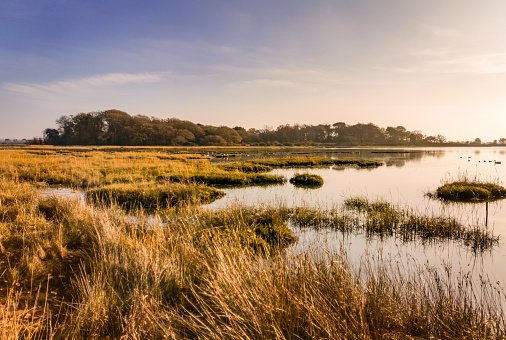 Wetland reed beds at Holes Bay in Poole Harbour, near Upton Country Park, public parkland.