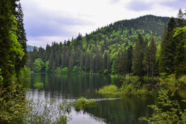 istock panoramic view of the lake and the forests around 1288443061