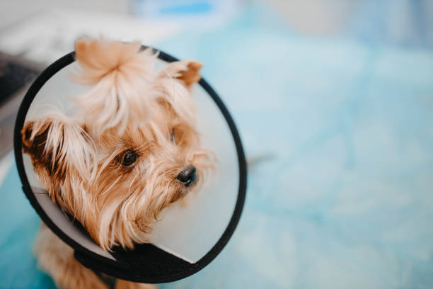 istock Yorkshire Terrier dog in a protective collar in a veterinary clinic 1288443120