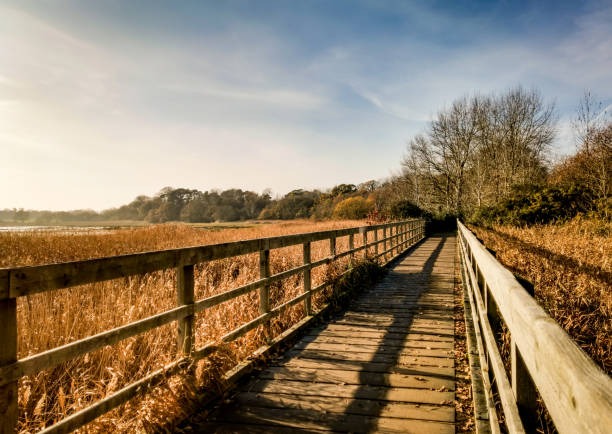 Bridge over reed bed in Poole Harbour Bridge over a reed bed in Poole Harbour in Dorset, near Upton Country Park poole harbour stock pictures, royalty-free photos & images