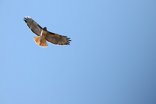 A soaring Red-Tailed Hawk, wings extended, against a blue sky.