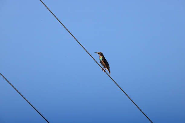 Species introduced to North America; unique iridescent feathers and interesting collective behavior.  Pictured is an individual perched on a power line against a blue sky.