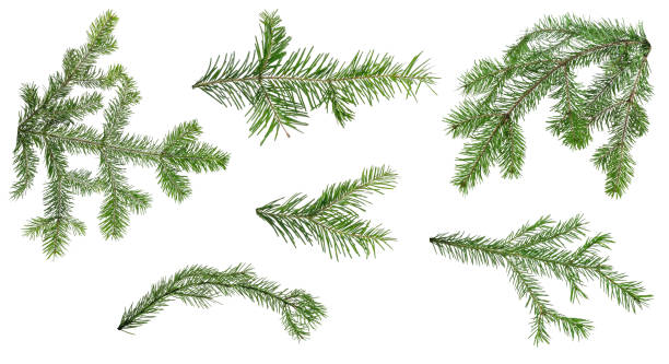 istock Many different branches of fir on white background 1288444344