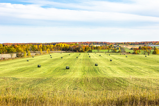 Rolling field of fresh round hay bales on an autumn landscape background.