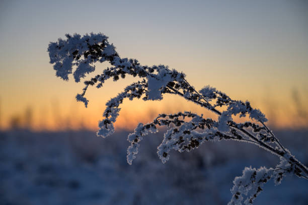 istock Frost on the grass at sunrise. 1288444910