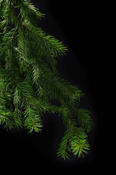 istock Few fir branches on dark background 1288445786