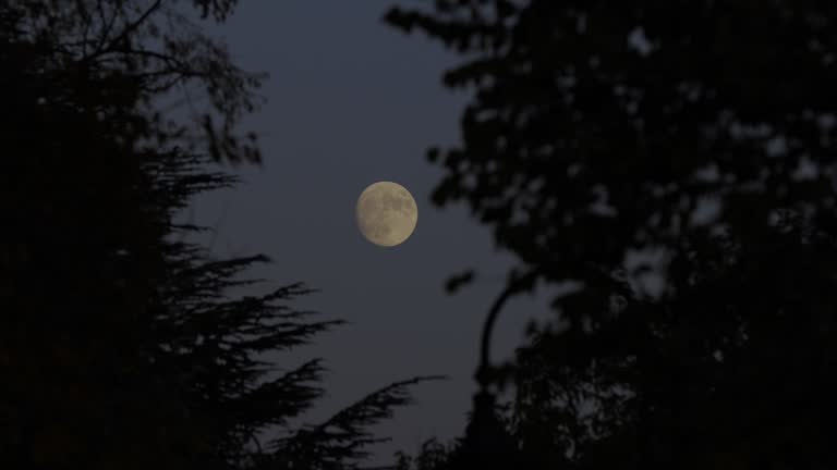 Full moon between trees