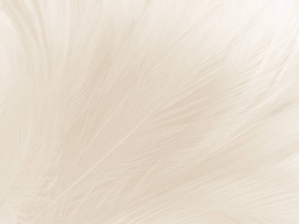 istock Beautiful abstract gray feathers on white background and soft white feather texture on white pattern and brown background, white texture wallpaper, love theme, valentines day 1288446379