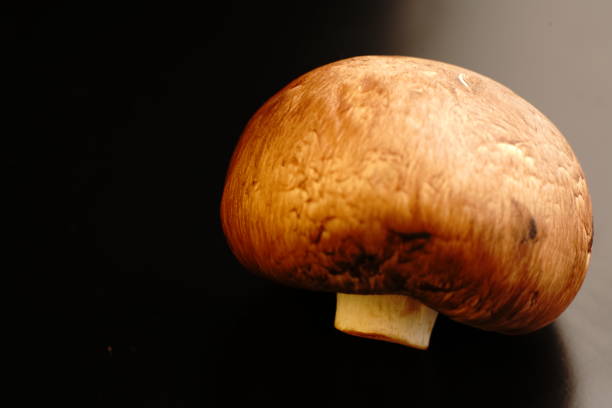 Mushroom on a black background. Dim lights. Close.
