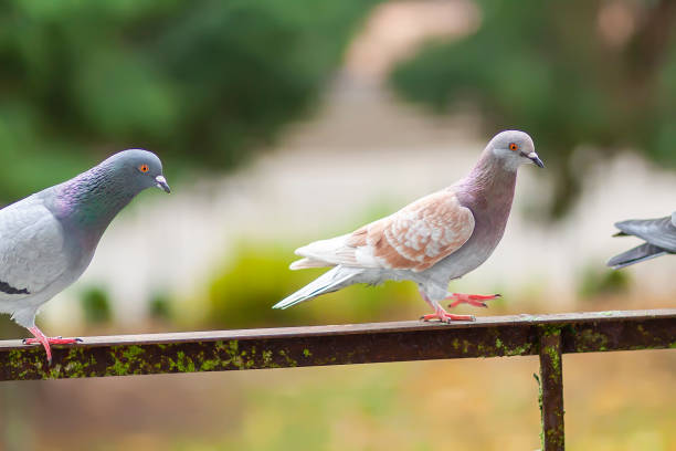 istock Funny Pigeon birds on balcony railing outdoors. 1288447841