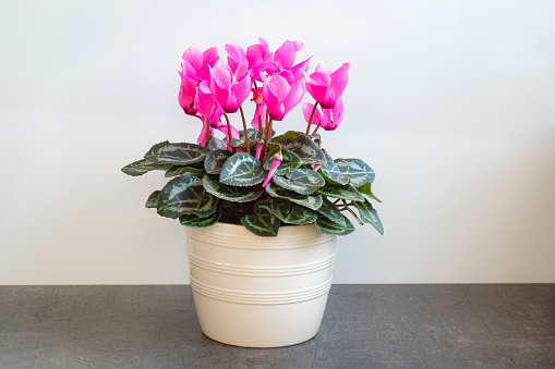 Vibrant colored Cyclamen, also known as Sowbread, in a pot.