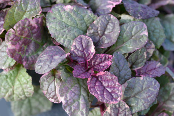 bugle burgundy glow - ajuga fotografías e imágenes de stock