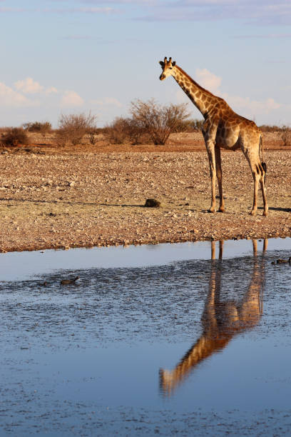 istock Giraffe at the waterhole - Namibia Africa 1288449104