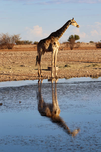 istock Giraffe at the waterhole - Namibia Africa 1288449105