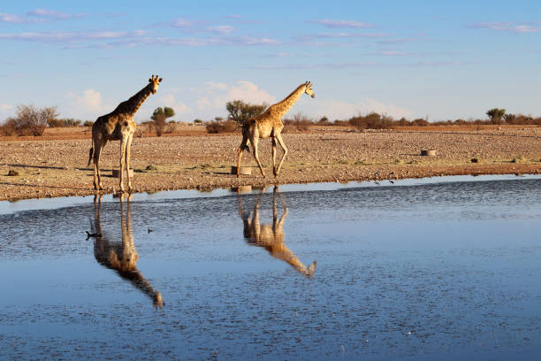 istock Giraffe at the waterhole - Namibia Africa 1288449195