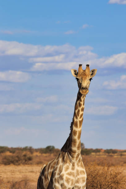 istock giraffe head - Namibia Africa 1288449261