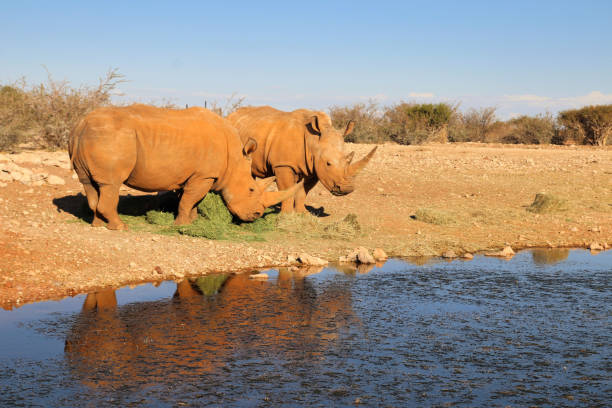 witte neushoorn bij de waterhole - namibië afrika - afrika afrika stockfoto's en -beelden