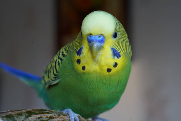 istock Yellow-green budgie sitting on a branch.  Close up. 1288450596