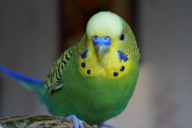 Yellow-green budgie sitting on a branch.  Close up. Yellow-green budgie sitting on a branch. Indoors. Close up. green parakeet stock pictures, royalty-free photos & images