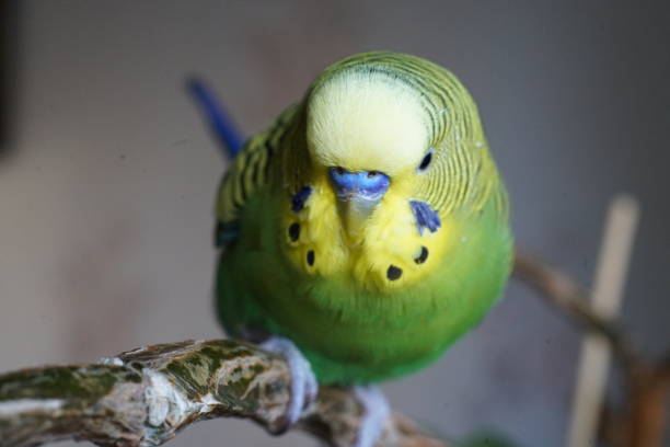 istock Yellow-green budgie sitting on a branch.  Close up. 1288450715