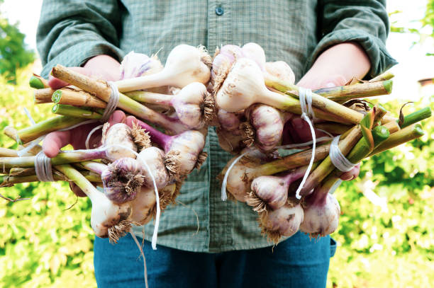 istock Farmer with freshly picked vegetables in hands, organic farming concept. 1288451596