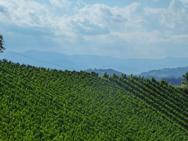 istock Gamlitz - Lush green wine yard in South Styria 1288451712