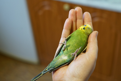 A young yellow-green budgie lies on its arm on its wings and does not move. Paws raised up. Home environment.