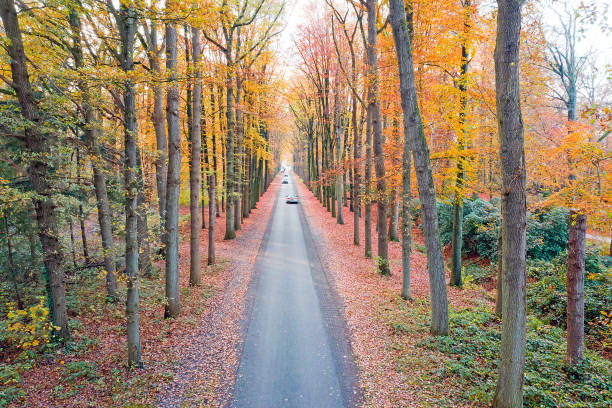 istock Road in the woods in the Netherlands in fall 1288452728