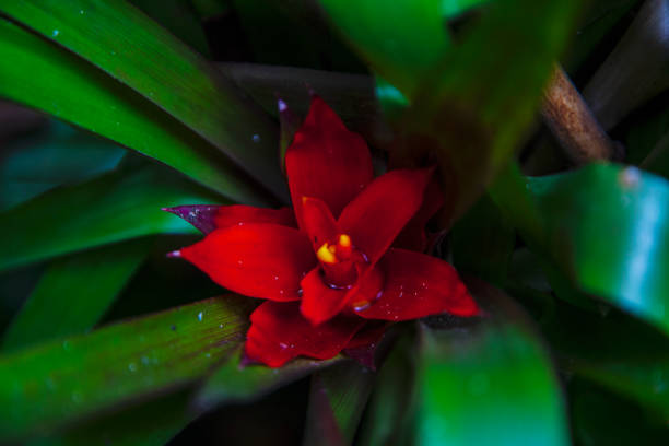 close up bromeliad red flower. Botany close up bromelia red flower. botany costus stock pictures, royalty-free photos & images