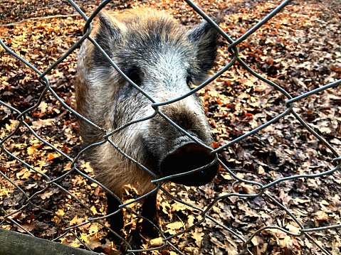 A wild boar behind the fence