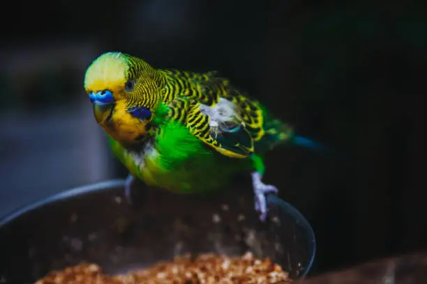 Photo of close up parrot and food bowl