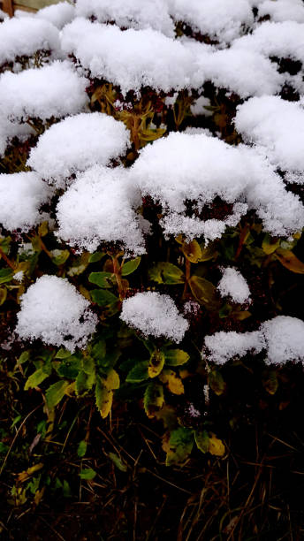 istock Steel plants under first snow. Still having green leaves. 1288453167