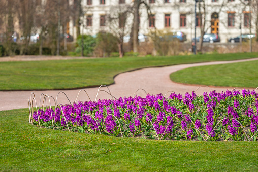 Purple Hyacinth flowerbed in springtime city park. Gothenburg, Sweden.