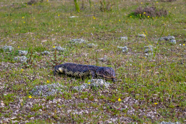 Shingleback lizard showing its blue tongue, flat lizard with short rounded tail. Innes national park, Yorke peninsula, Southern Australia