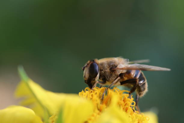 istock A bee collecting honey on a yellow flower. 1288455945