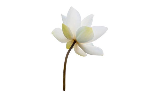 istock White Lotus flower isolated on white background. File contains with clipping path so easy to work. 1288456062