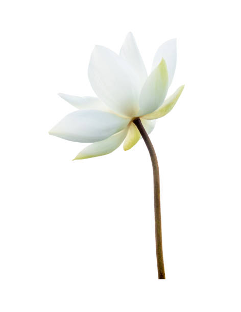 istock White Lotus flower isolated on white background. File contains with clipping path so easy to work. 1288456085